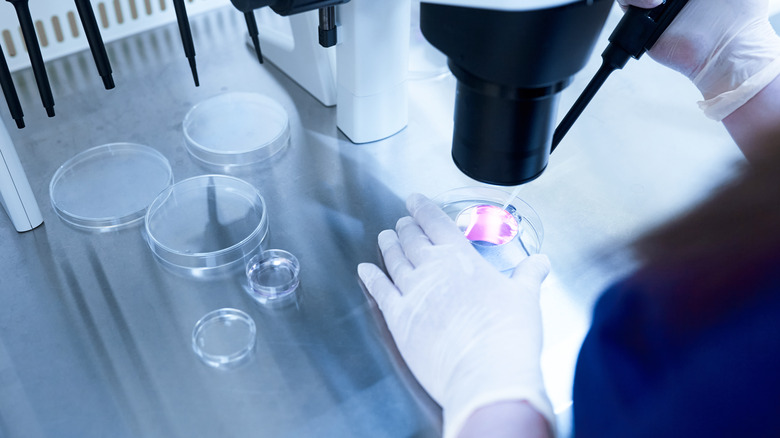 Researcher examining sample under a microscope