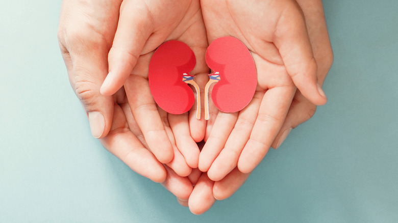 Hands holding image of kidneys