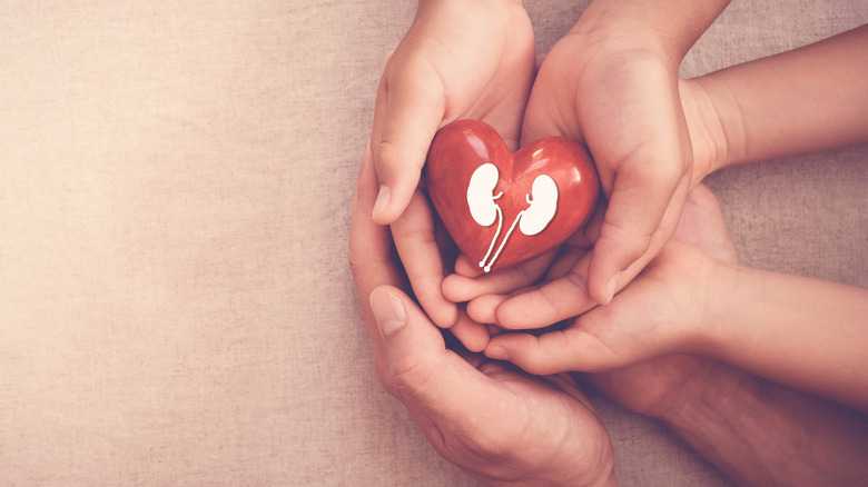 Hands holding kidney sculpture