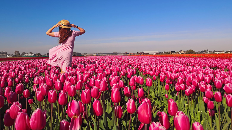 Woman standing in tulip field