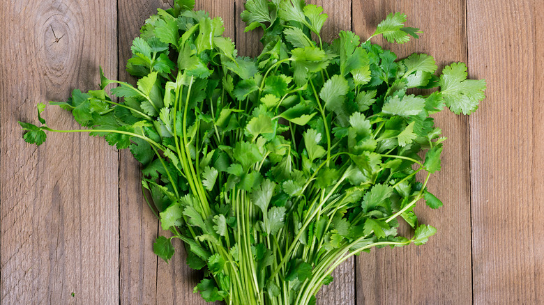 Fresh raw bunch of cilantro on wood