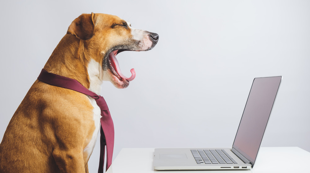 A brown and white dog yawns