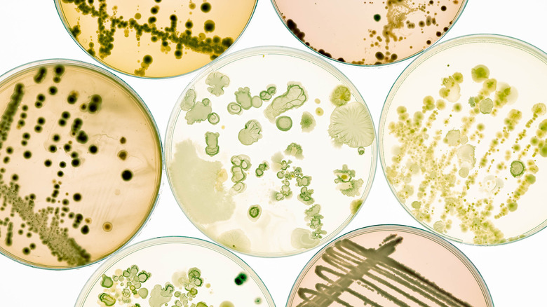 Bacteria in petri dish