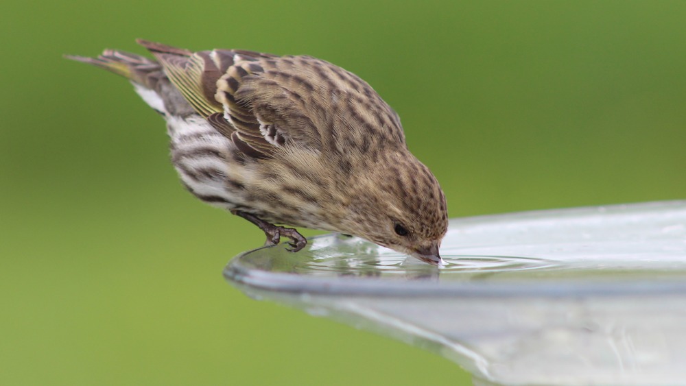 Pine siskin 