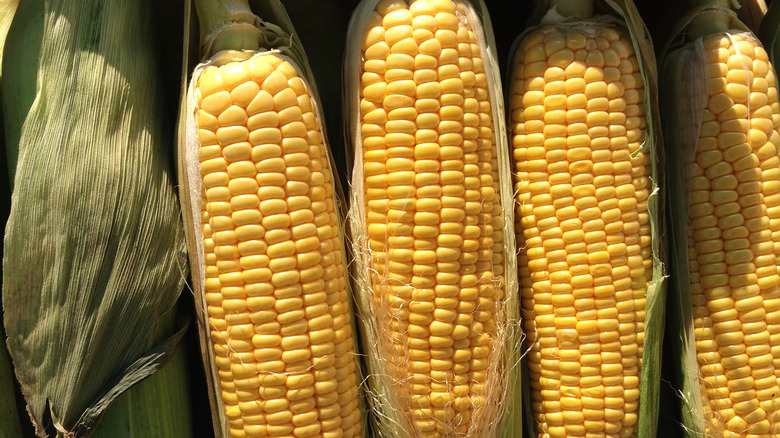 close up of corn still in their husks 