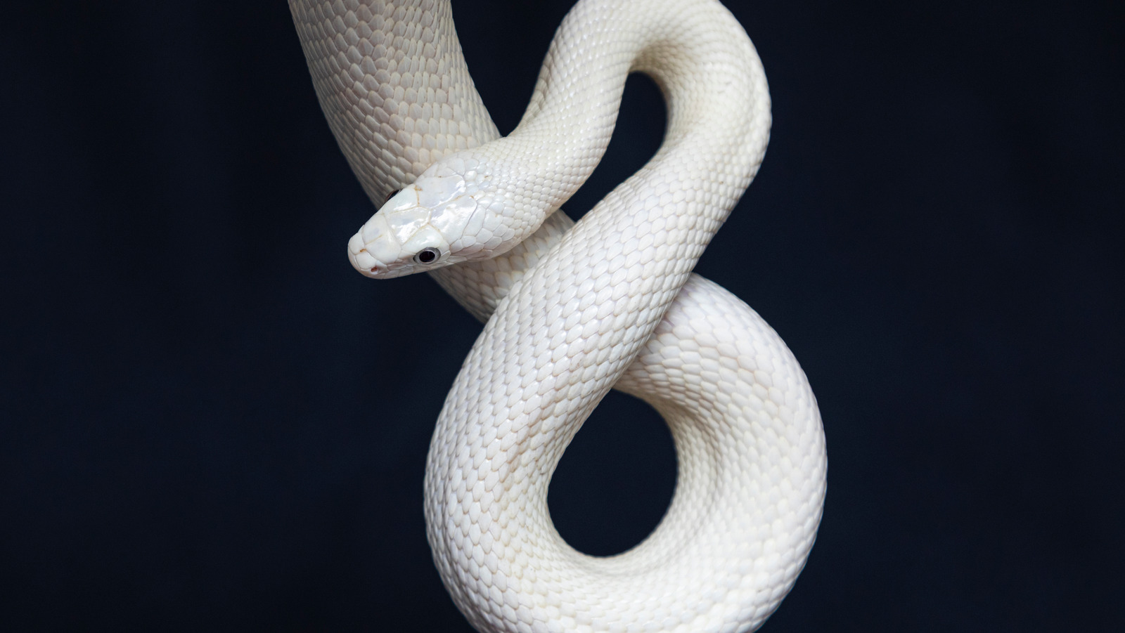 The Real Reason You're Afraid Of Snakes