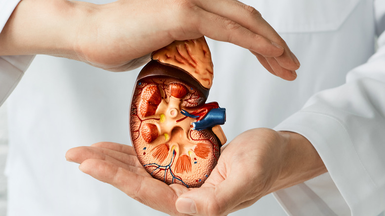 Doctor holding a model of a kidney