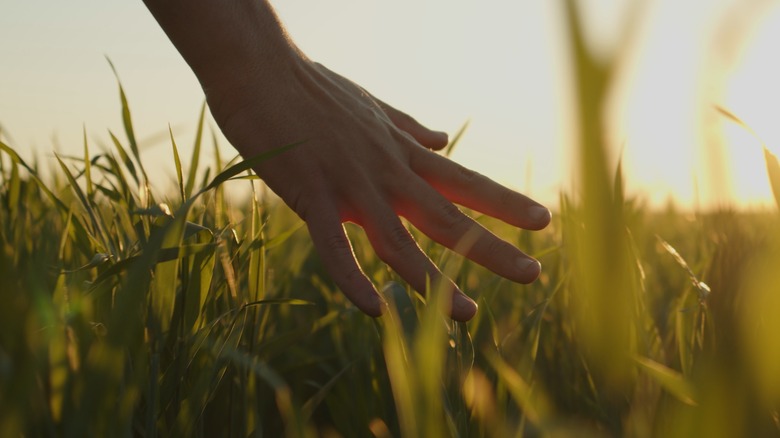 hand touching grass in field
