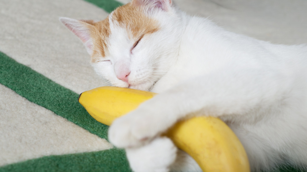 Sleeping kitten holding a banana