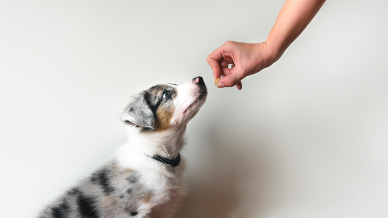 puppy learning to obey with a treat