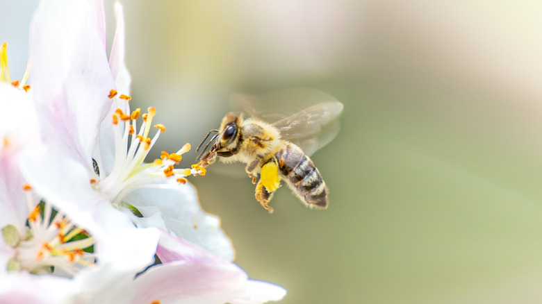 A flying honeybee collecting pollen