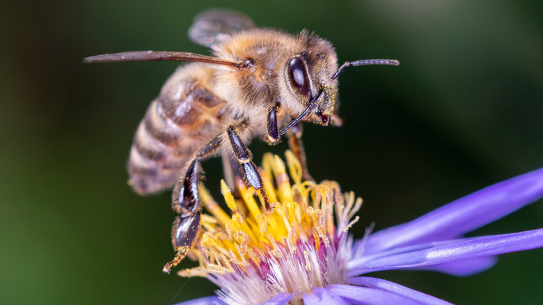 A honeybee sitting on a purple flower