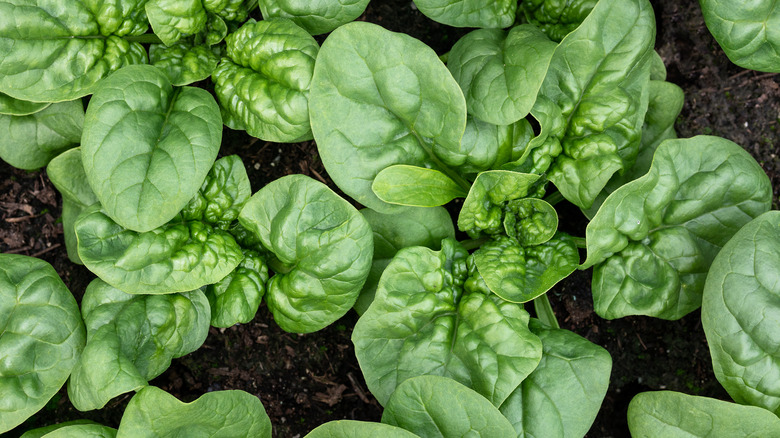 spinach growing in garden