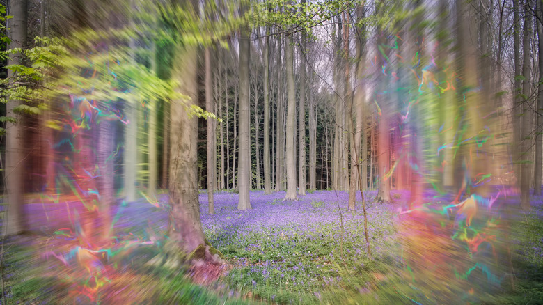 Vision distortion of migraine aura