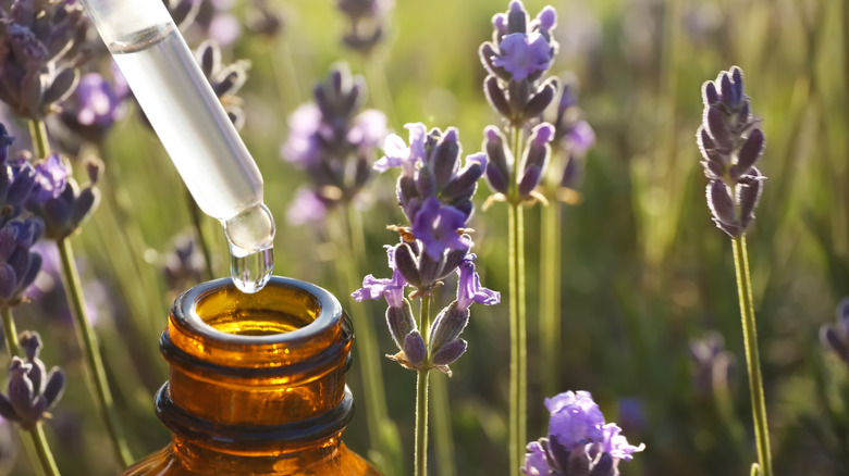Dropper containing lavender essential oil in a field of lavender flowers