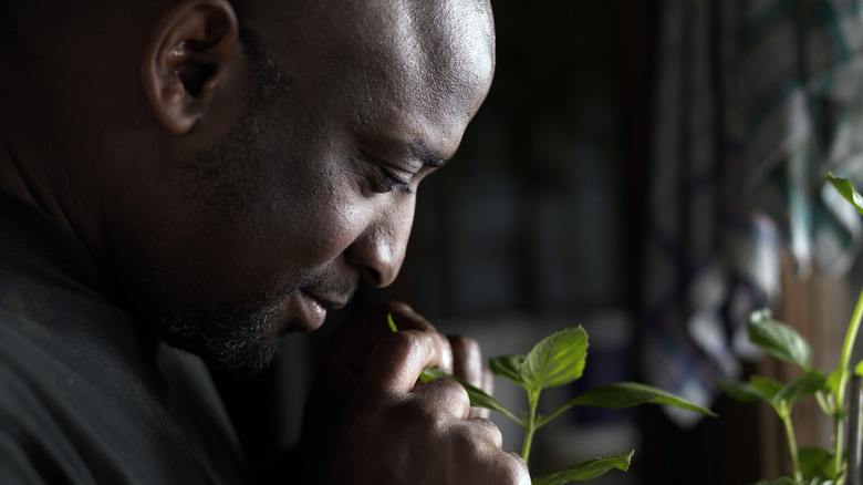 A man smelling leaves of a plant