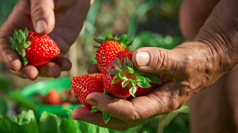 Someone holds strawberries