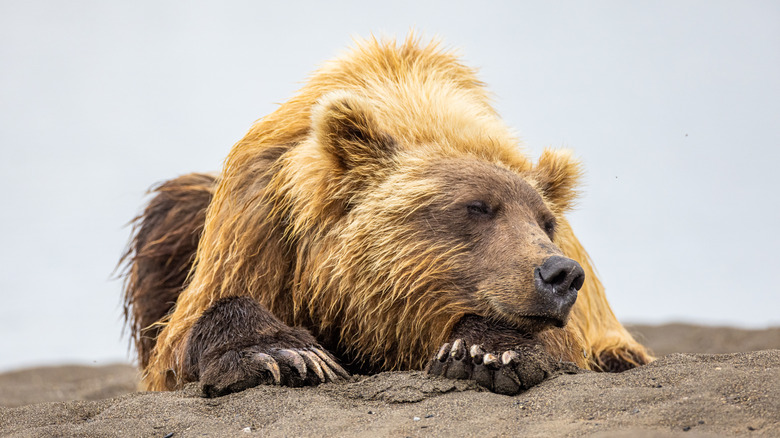 sleeping bear