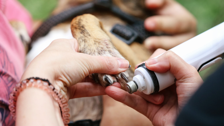 person filing dogs claws