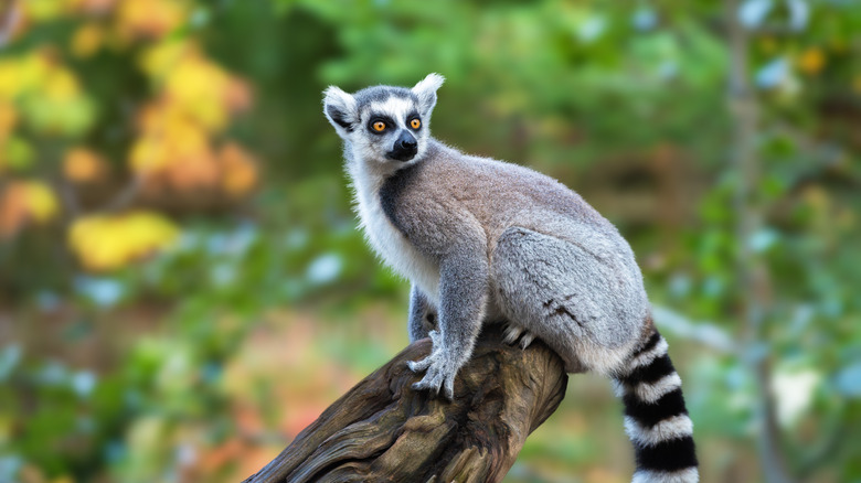 lemur in a tree