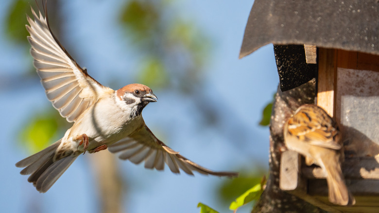 Eurasian tree sparrows occupying a bird feeder