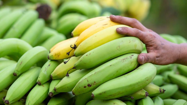 green and yellow bananas on grocery stand