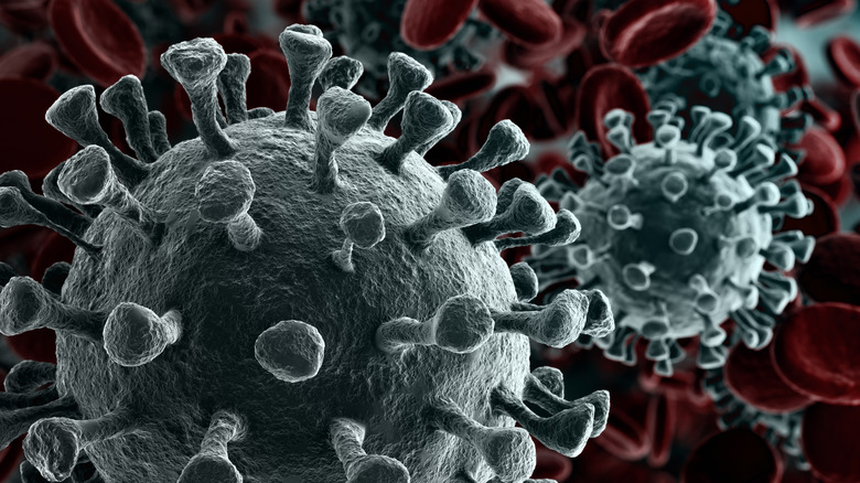 Bacteria fighting red blood cells