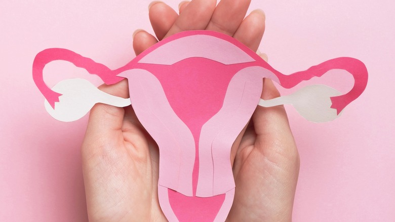 Hands holding a model uterus