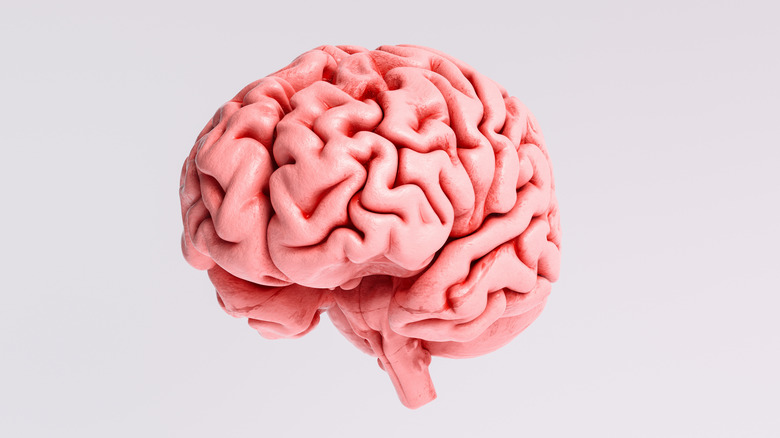 plastic model of the brain