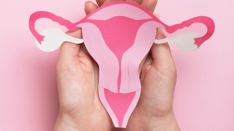 women's reproductive organs