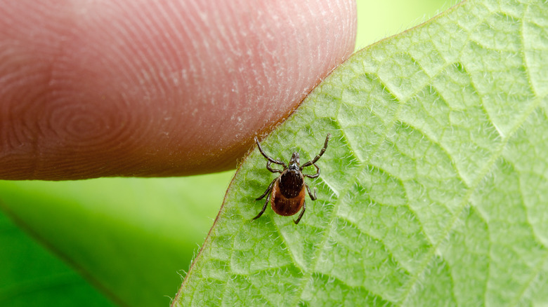 Tick crawling on leaf towards human finger