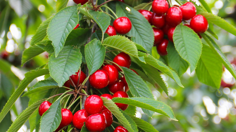 cherries