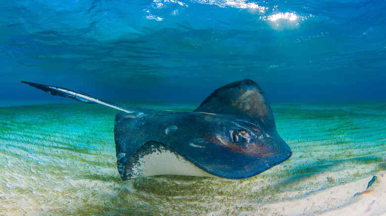 A stingray glides through the water