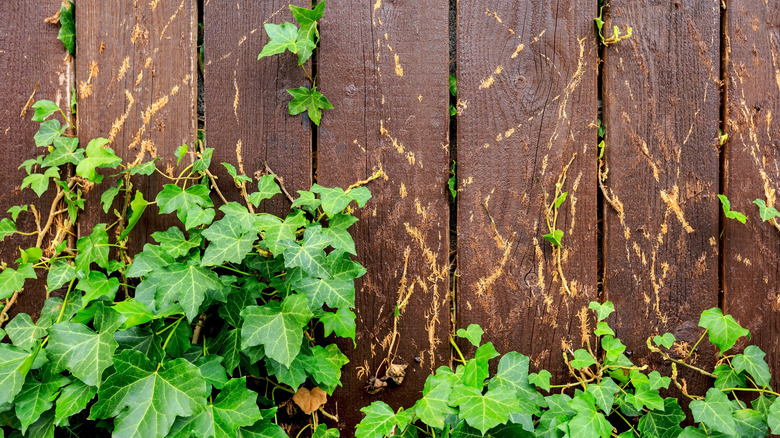 Poison ivy plant on fence