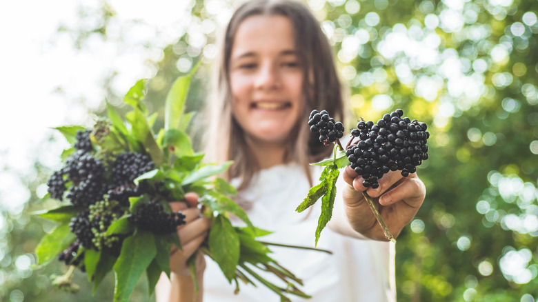 Young girl in garden. holding elderberry bunches