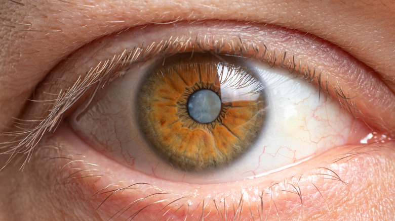 close up photo of a human eye 