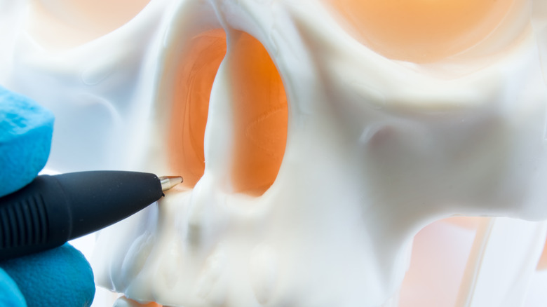 Close up of plastic medical skull