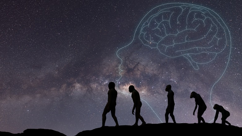 outline of human evolution