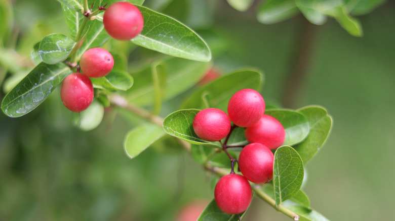 Miracle berries on shrub