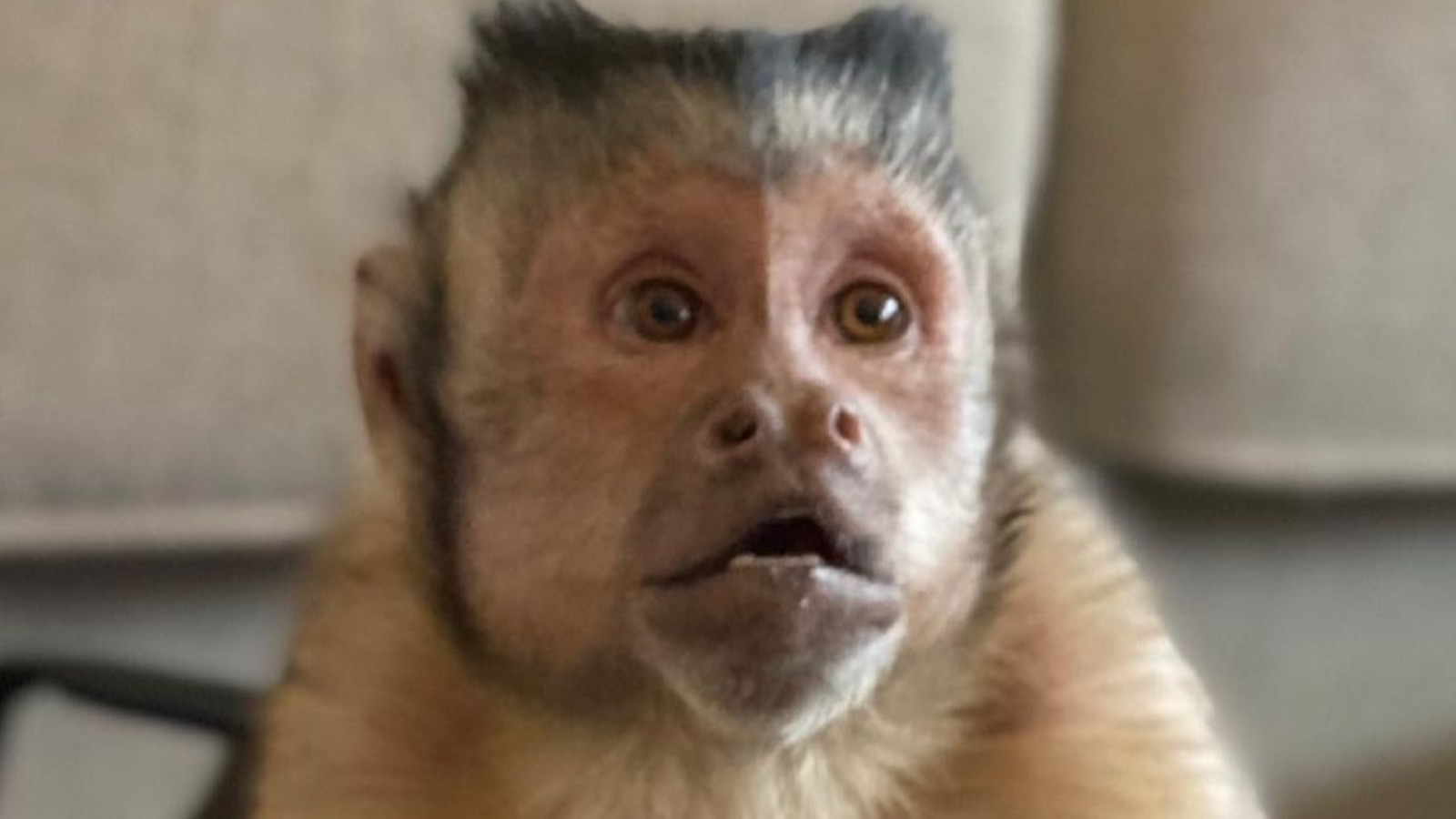 TikTok Star The Monkey's Cause Of Death Explained