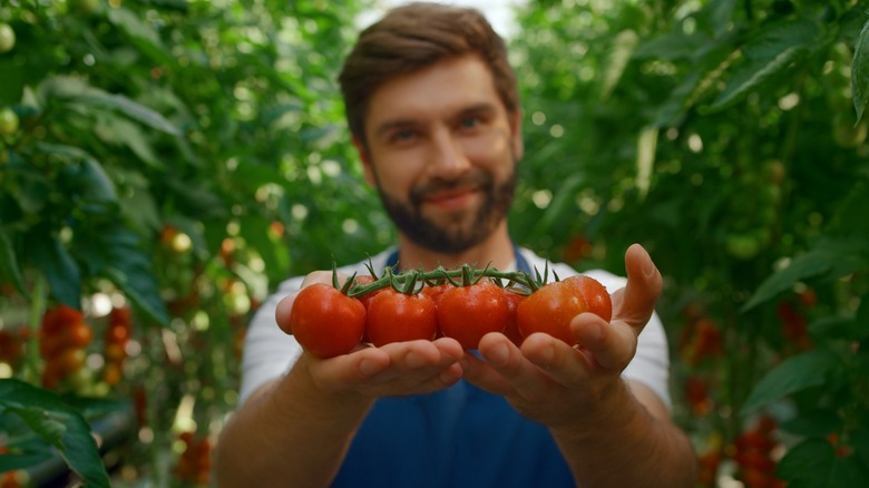 Man holding tomatoes on vine