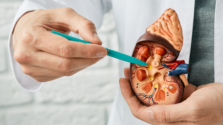 Doctor holding a kidney anatomical model