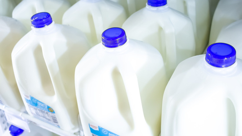 gallons of milk on grocery store shelf