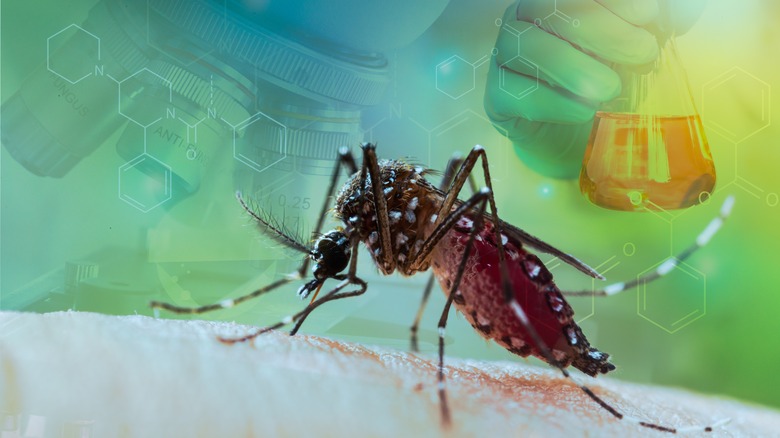Close up of a mosquito