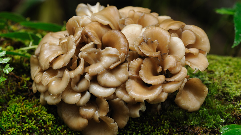 close-up of maitake mushrooms