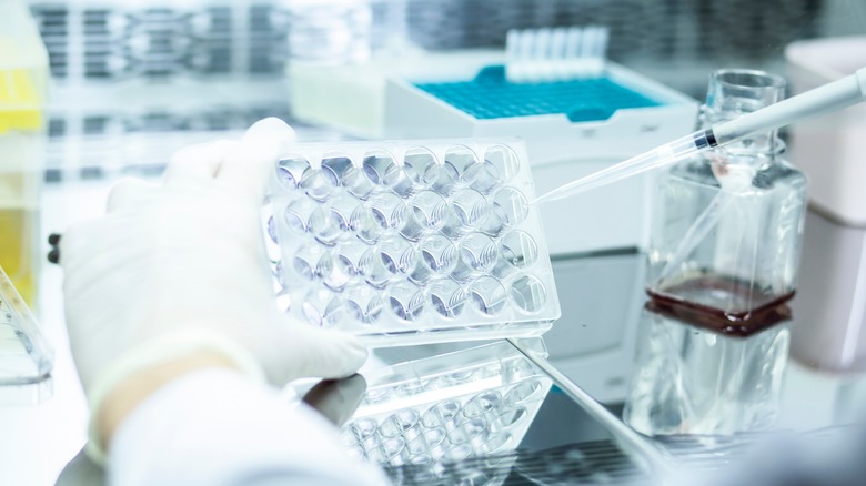 scientists cell culturing in a lab