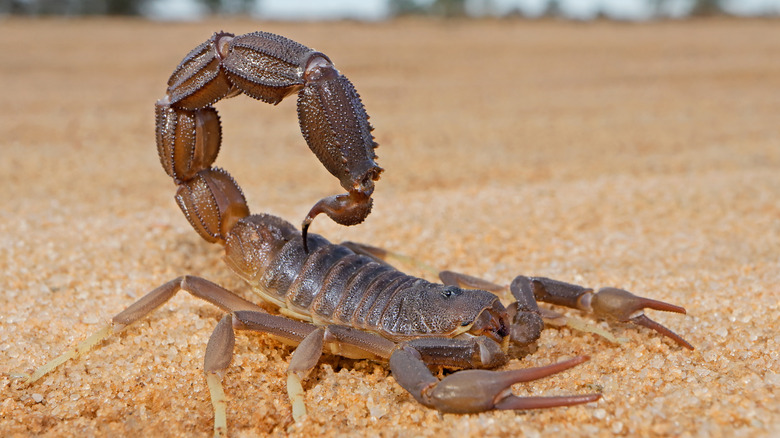 close up of a scorpion in the sand