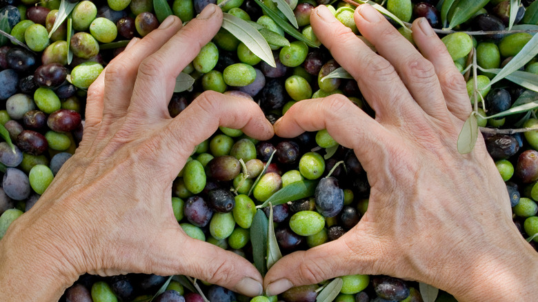 olive harvest with love