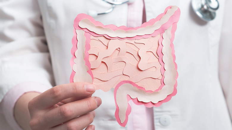 doctor holding intestine model