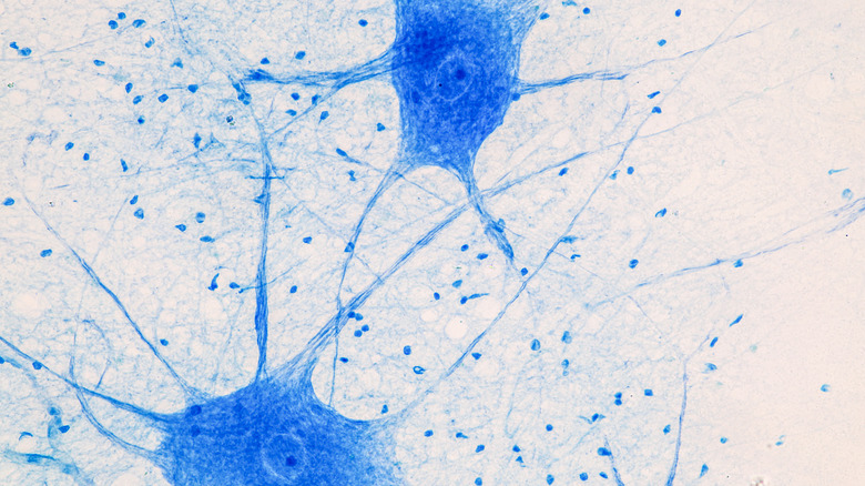 Neurons under the microscope